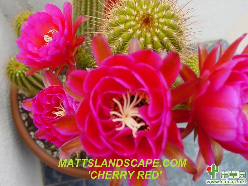 樱桃红(cherry red)_毛花柱品种资料,图片大全_彩草园