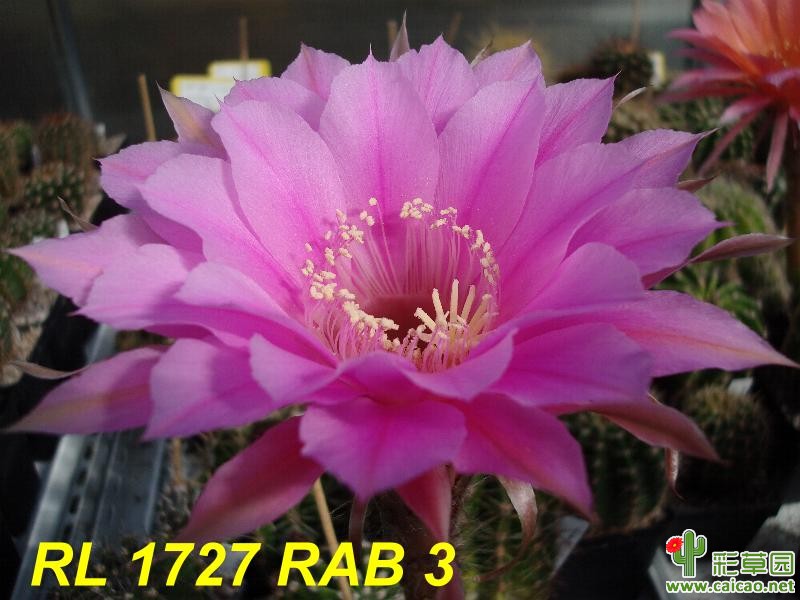 RL 17-27-RAB 3