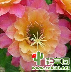 时光MAMACITA，到底是毛花柱还是金钮？11875