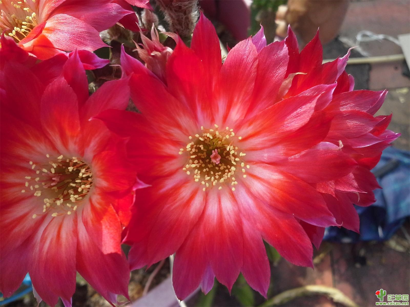 Helianthocereus crassicaulis x Lobivia winteriana