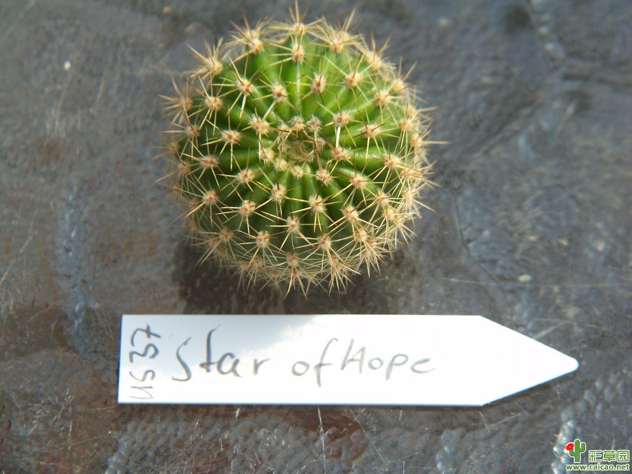 希望之星（Star of Hope)16267