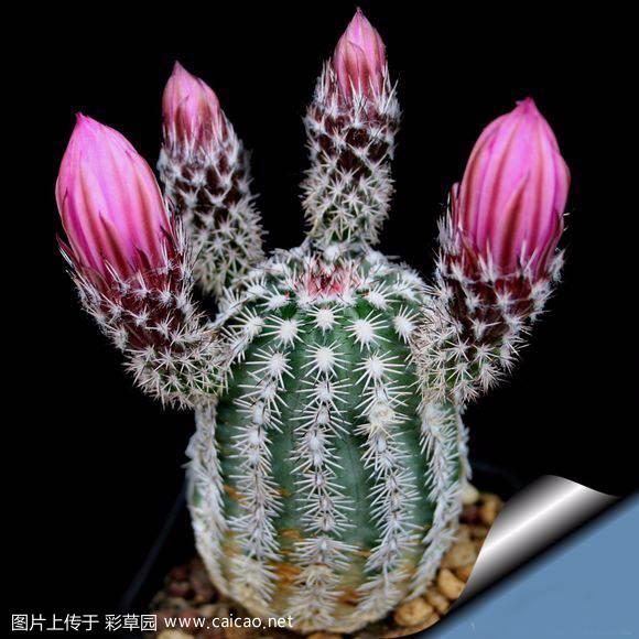 皇女虾（Echinocereus bristolii）