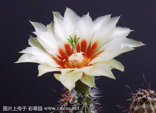 华山（Echinocereus papillosus Linke ex C.F.Först. & Rümpler 1886）