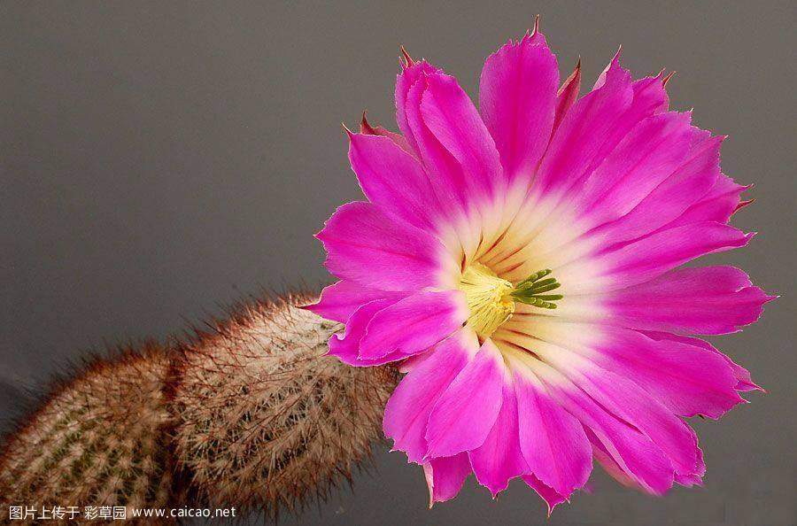 赤蛇柱（Echinocereus chisoensis）