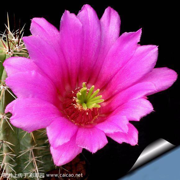 九刺虾（Echinocereus enneacanthus）