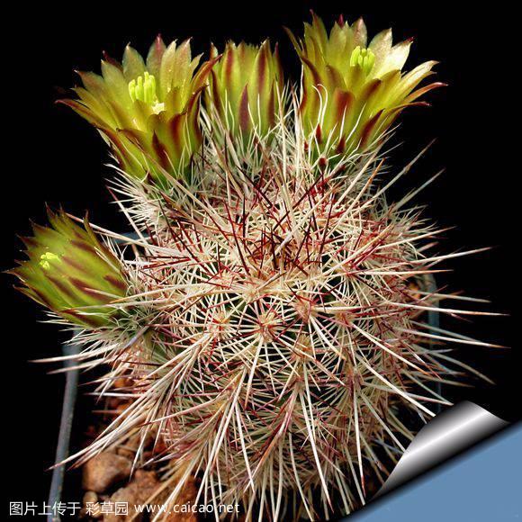 白红司（	Echinocereus chloranthus）