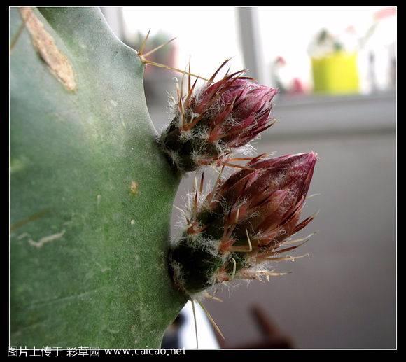 宇宙殿（Echinocereus knippelianus）