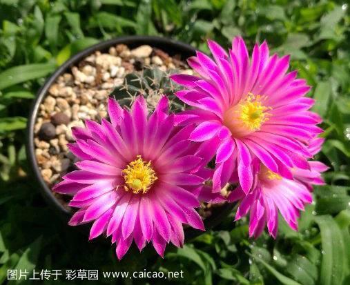 明石丸（Echinocereus pulchellus var. amoenus）