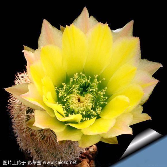 御旗（Echinocereus dasyacanthus）