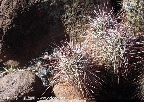 幻虾（Echinocereus ferreirianus）