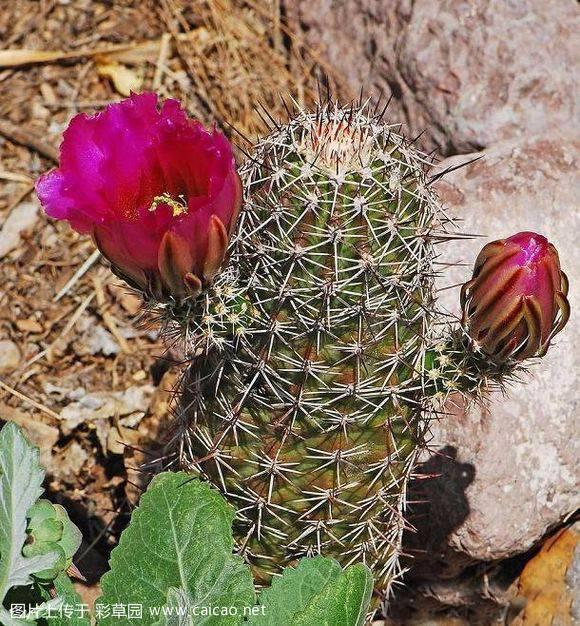 卫美玉（	Echinocereus fendleri）