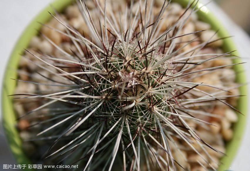 白粟虾（Echinocereus chloranthus）