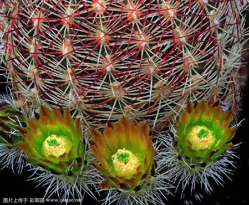 金粟虾（Echinocereus chloranthus）