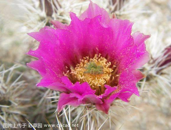 青绯虾（Echinocereus fasciculatus）