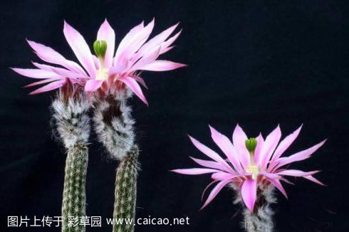 珠毛柱（Echinocereus  schmollii (Weing.) N.P.Taylor 1985）