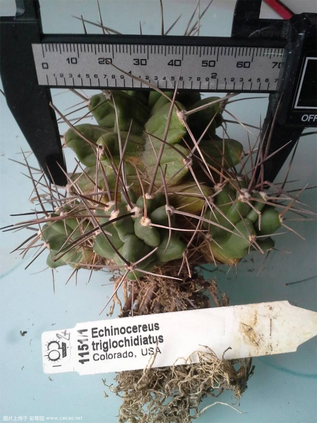 篝火 Echinocereus triglochidiatus var. mojavensis