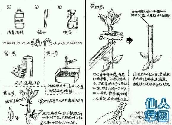 【湖北黄冈】出嫁接砧木毛青叶和叶仙