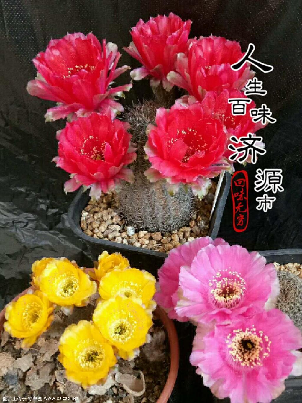 丽花开放